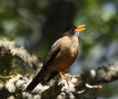 austral thrush